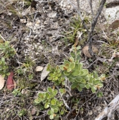 Grevillea diminuta at Namadgi National Park - 19 Nov 2022 by MattM