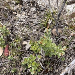 Grevillea diminuta at Mount Clear, ACT - 19 Nov 2022 01:46 PM