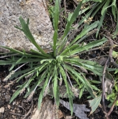 Plantago coronopus (Buck's-Horn Plantain) at Yaouk, NSW - 19 Nov 2022 by MattM