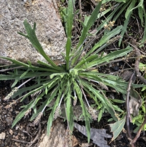 Plantago coronopus at Yaouk, NSW - 19 Nov 2022 09:56 AM