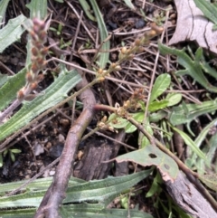 Plantago coronopus at Yaouk, NSW - 19 Nov 2022 09:56 AM