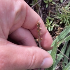 Plantago coronopus at Yaouk, NSW - 19 Nov 2022 09:56 AM