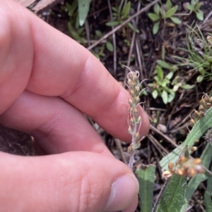 Plantago coronopus at Yaouk, NSW - 19 Nov 2022 09:56 AM