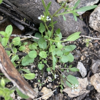 Cardamine franklinensis (Franklin Bitter Cress) at Scabby Range Nature Reserve - 18 Nov 2022 by MattM