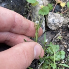 Cardamine franklinensis at Yaouk, NSW - 19 Nov 2022