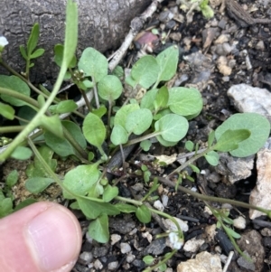 Cardamine franklinensis at Yaouk, NSW - 19 Nov 2022