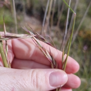 Rytidosperma pallidum at Bungendore, NSW - 20 Nov 2022 04:22 PM