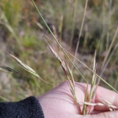 Rytidosperma pallidum at Bungendore, NSW - 20 Nov 2022 04:22 PM