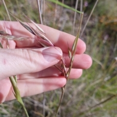 Rytidosperma pallidum at Bungendore, NSW - 20 Nov 2022 04:22 PM