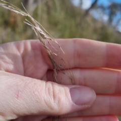 Rytidosperma pallidum at Bungendore, NSW - 20 Nov 2022 04:22 PM