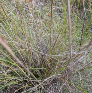 Rytidosperma pallidum at Bungendore, NSW - 20 Nov 2022 04:22 PM