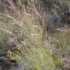 Rytidosperma pallidum (Red-anther Wallaby Grass) at Bungendore, NSW - 20 Nov 2022 by clarehoneydove