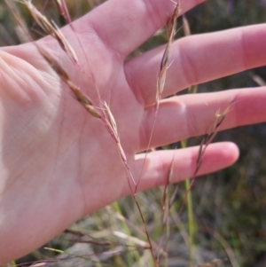 Rytidosperma pallidum at Bungendore, NSW - 20 Nov 2022 04:43 PM