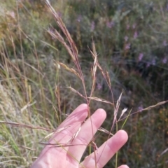 Rytidosperma pallidum at Bungendore, NSW - 20 Nov 2022 04:43 PM