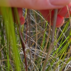 Rytidosperma pallidum at Bungendore, NSW - 20 Nov 2022 04:43 PM