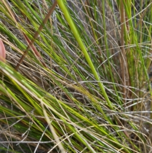 Rytidosperma pallidum at Bungendore, NSW - 20 Nov 2022