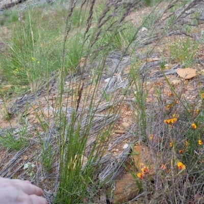 Poa (genus) (A Snow Grass) at Bungendore, NSW - 20 Nov 2022 by clarehoneydove