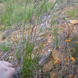 Poa sp. at Bungendore, NSW - 20 Nov 2022