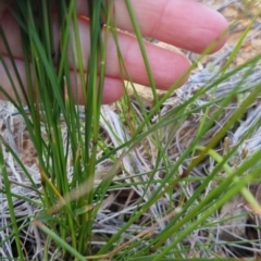 Poa sp. at Bungendore, NSW - 20 Nov 2022