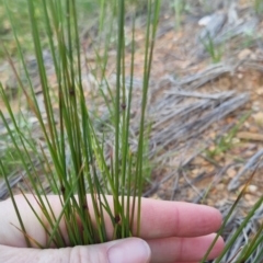 Poa sp. at Bungendore, NSW - 20 Nov 2022