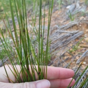 Poa sp. at Bungendore, NSW - 20 Nov 2022