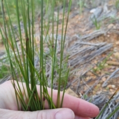 Poa sp. at Bungendore, NSW - 20 Nov 2022