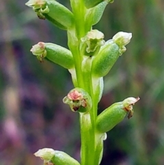 Microtis unifolia (Common Onion Orchid) at The Pinnacle - 19 Nov 2022 by sangio7
