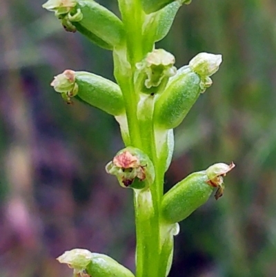 Microtis unifolia (Common Onion Orchid) at Molonglo Valley, ACT - 19 Nov 2022 by sangio7