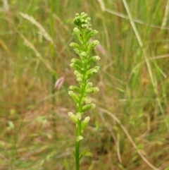 Microtis unifolia at Molonglo Valley, ACT - 19 Nov 2022