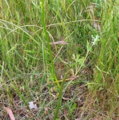 Microtis unifolia at Molonglo Valley, ACT - 19 Nov 2022