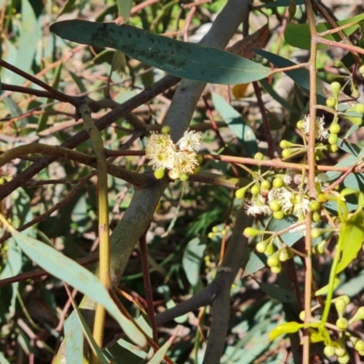 Eucalyptus mannifera subsp. mannifera (Brittle Gum) at O'Malley, ACT - 20 Nov 2022 by Mike