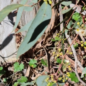Eucalyptus mannifera subsp. mannifera at O'Malley, ACT - 20 Nov 2022