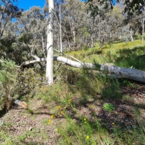 Eucalyptus mannifera subsp. mannifera at O'Malley, ACT - 20 Nov 2022