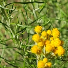 Chrysocephalum semipapposum (Clustered Everlasting) at O'Malley, ACT - 20 Nov 2022 by Mike