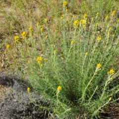 Chrysocephalum semipapposum at O'Malley, ACT - 20 Nov 2022