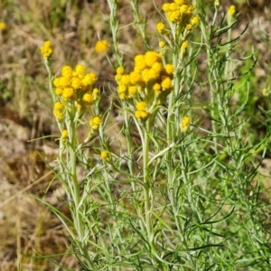 Chrysocephalum semipapposum at O'Malley, ACT - 20 Nov 2022