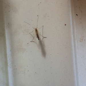 Chironomidae (family) at Wodonga, VIC - 20 Nov 2022