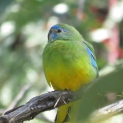 Neophema pulchella (Turquoise Parrot) at Namadgi National Park - 20 Nov 2022 by TomW
