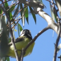 Falcunculus frontatus (Eastern Shrike-tit) at Booth, ACT - 20 Nov 2022 by BenW