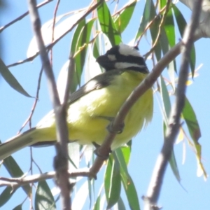 Falcunculus frontatus at Booth, ACT - 20 Nov 2022