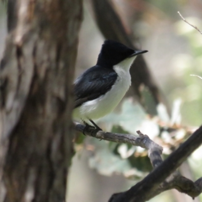 Myiagra inquieta (Restless Flycatcher) at Booth, ACT - 20 Nov 2022 by BenW