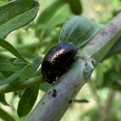 Chrysolina quadrigemina (Greater St Johns Wort beetle) at Pialligo, ACT - 17 Nov 2022 by Pirom