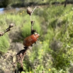 Ecnolagria grandis (Honeybrown beetle) at Pialligo, ACT - 17 Nov 2022 by Pirom
