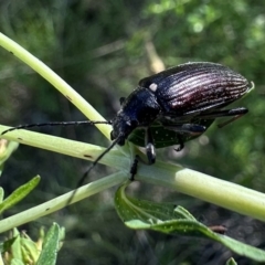 Homotrysis cisteloides (Darkling beetle) at Pialligo, ACT - 17 Nov 2022 by Pirom