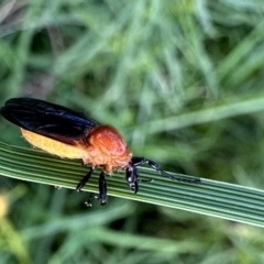 Bibio imitator (Garden maggot) at Pialligo, ACT - 17 Nov 2022 by Pirom