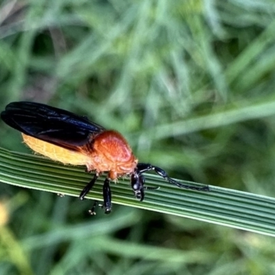 Bibio imitator (Garden maggot) at Pialligo, ACT - 17 Nov 2022 by Pirom