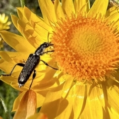Eleale simplex (Clerid beetle) at Mount Ainslie - 17 Nov 2022 by Pirom