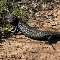 Tiliqua rugosa (Shingleback Lizard) at Pialligo, ACT - 17 Nov 2022 by Pirom