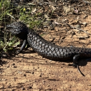 Tiliqua rugosa at Pialligo, ACT - 17 Nov 2022