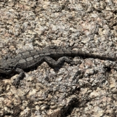 Amphibolurus muricatus (Jacky Lizard) at Coree, ACT - 18 Nov 2022 by Pirom